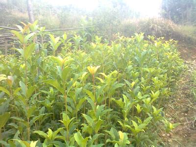 古典园林中桂花树造景的意境发明