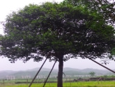 桂花树