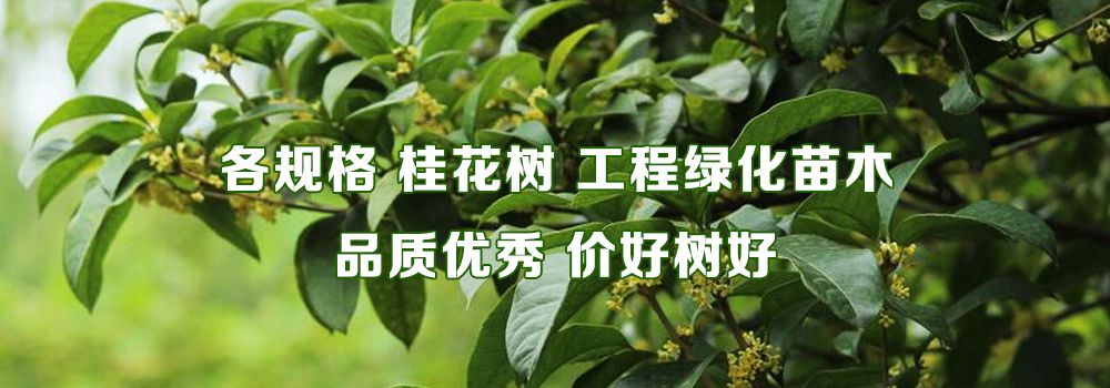 桂花树