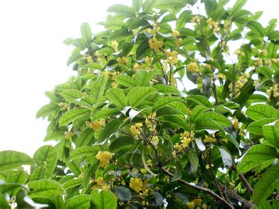 桂花异常苗和防治技术_no.101