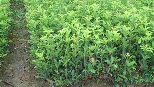 桂花栽培技术温室1_no.149