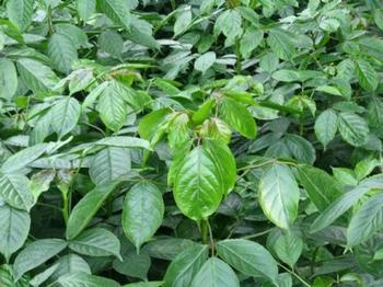 桂花炒蒜蓉番茄_no.197