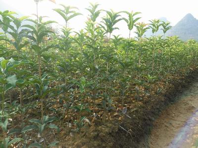 增施肥料对设施栽培小白菜土壤生长和酶活性的影响_no.212