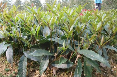 吃桂花的12个理由_no.220