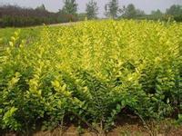 桂花生理病害综合防治要点_no.234