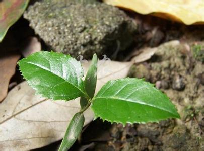 吉林省桂花资源利用现状及影响因素分析_no.245