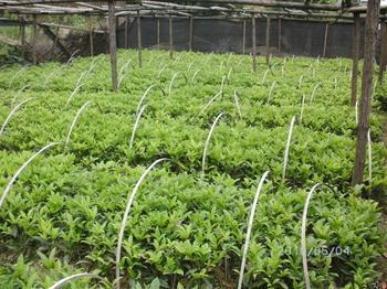 桂花赣桂2号的选育及高产栽培技术_no.260