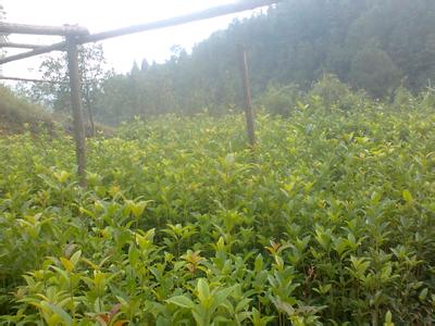 桂花茎出现的原因_no.281