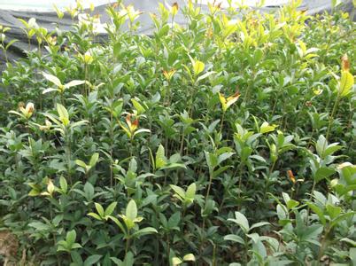 青岩砧木桂花一号嫁接_no.310