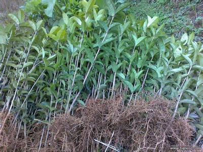 桂花机械化收获技术的现状与分析研究_no.314