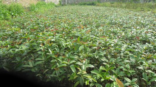 玉米穗轮廓提取与网站开发研究_no.336