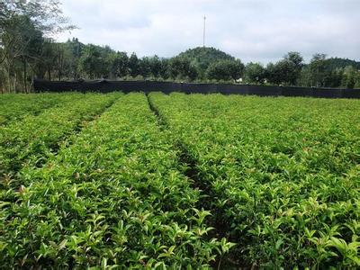 150gL螺旋四甲酰胺OD和18个阿维菌素EC对粉虱,桂花的防治效果的田间试验_no.352