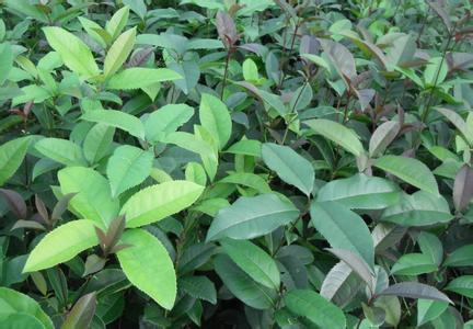 肇州县玉米盈利模式研究_no.359