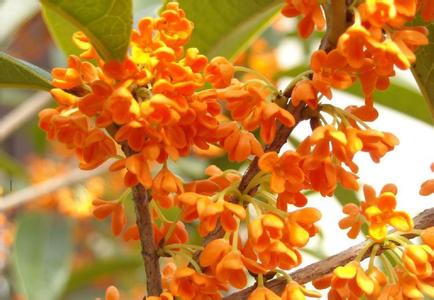 秋季大桂花病防治要点_no.363