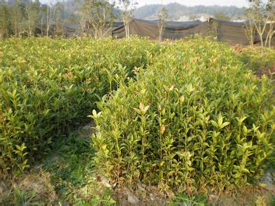 日光温室桂花燕尾线虫病的存在与防治_no.396