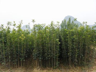 提高桂花移植成活率的对策研究_no.401