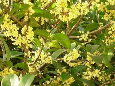 低碳物联网温室中不同涂料对桂花品质的影响_no.42