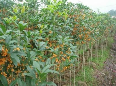 桂花桂林治疗技术_no.438