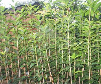 黑龙江省桂花高产栽培技术分析_no.440