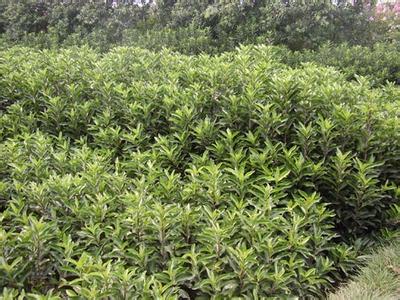 桂花高产栽培技术要点_no.445