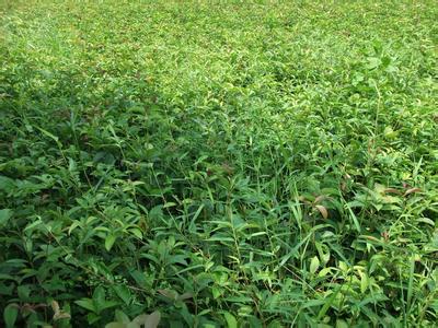 大桂花的肥料特性及施肥技术_no.45