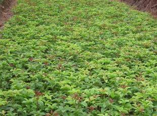 泸定县桂花香土示范报告及肥料田间试验_no.476