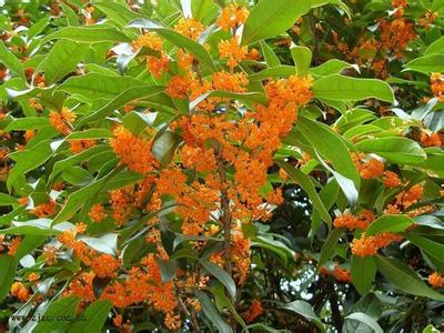 极高效率的桂花栽培技术_no.486