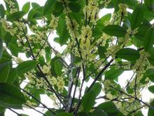 北方温室桂花常见病的鉴定与防治探讨_no.492