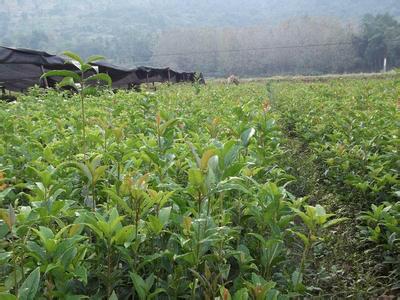 主要元素水溶性肥料对河西绿洲灌区玉米经济特性和产量的影响_no.50