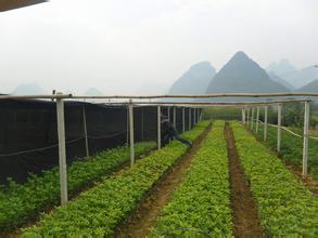 陕西农民派微博卖桂花_no.52