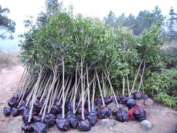 玉米机械化种植关键技术及操作注意事项_no.56