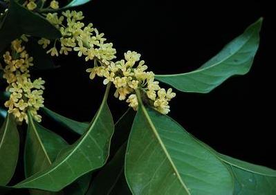 桂花_no.72