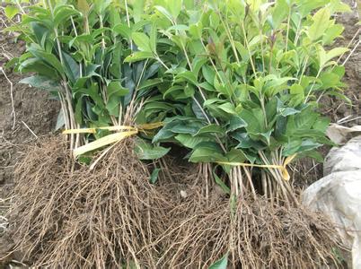 粤东小桂花3414施肥试验分析_no.93